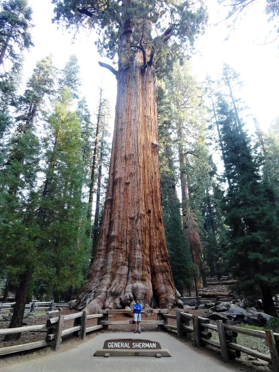 Árbol gigante General Sherman en el Parque Nacional Sequoia