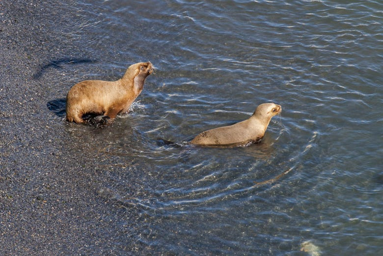 Avistamiento de lobos marinos en Punta Loma