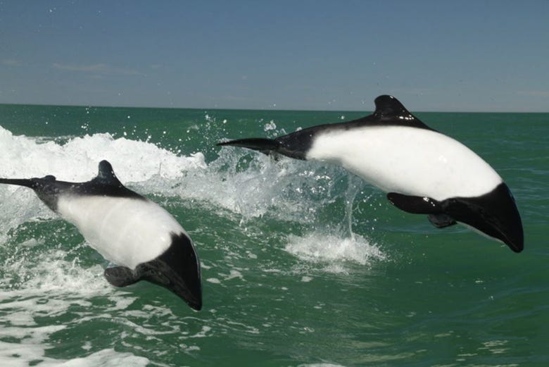 Excursión a Punta Tombo + Avistamiento de delfines