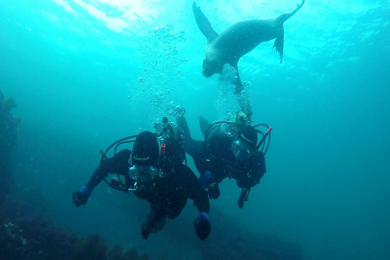 Buceo con lobos marinos en Punta Loma