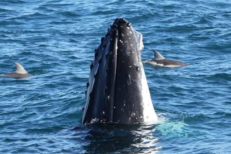 Avistamiento de delfines y ballenas