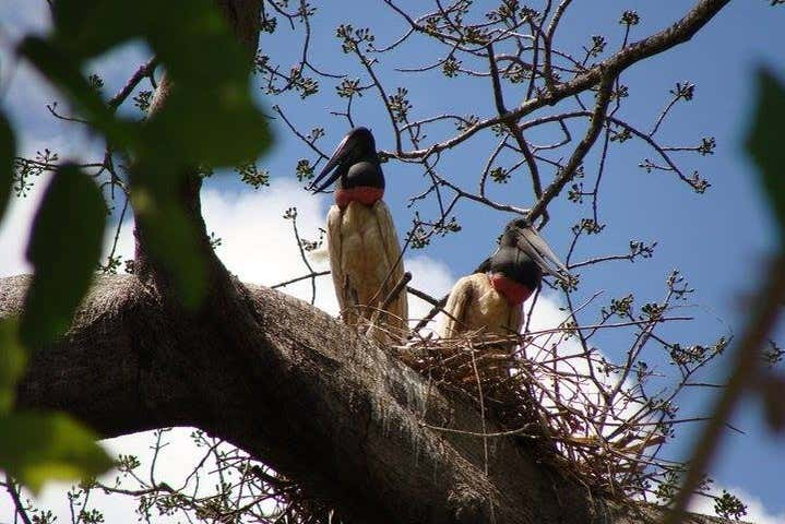 Avistamiento de aves en Gran Mojos