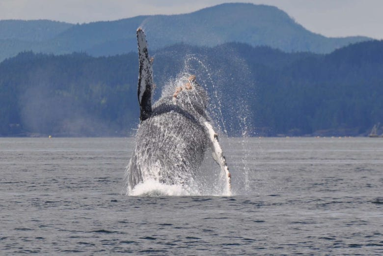 Avistamiento de ballenas en Campbell River