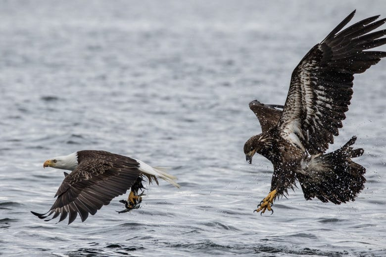 Paseo en barco con avistamiento de águilas