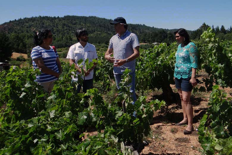 Visita a la bodega Viña Don Heraldo