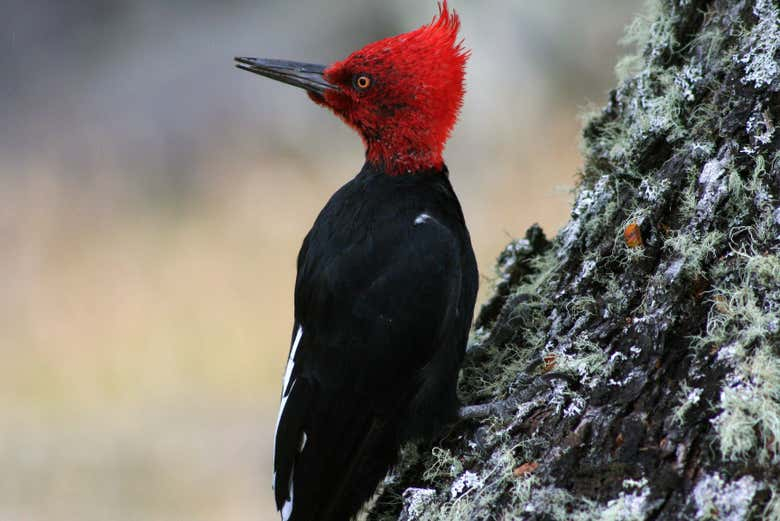 Avistamiento de aves en Futaleufú