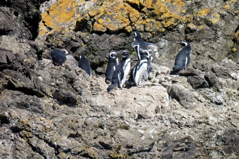 Isla de Chiloé y pingüinos de Puñihuil