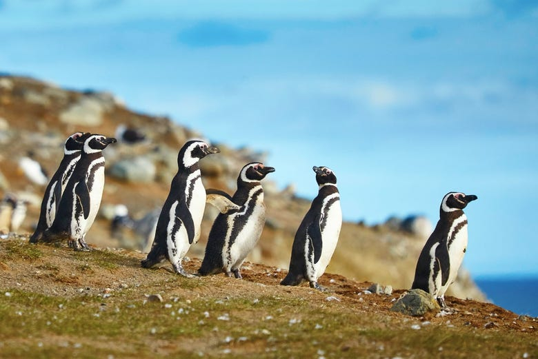 Avistamiento de pingüinos en isla Magdalena
