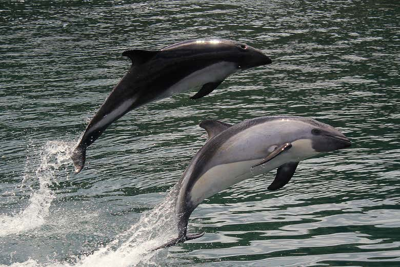 Paseo en barco con avistamiento de pingüinos y delfines 