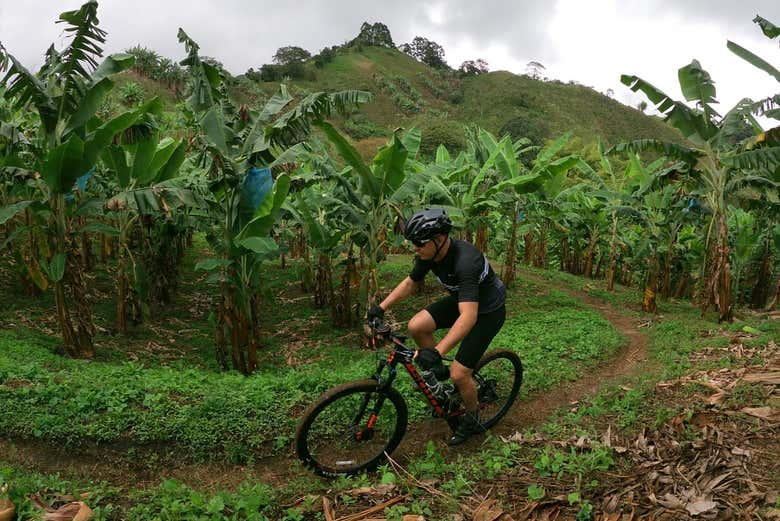 Tour del café en bicicleta