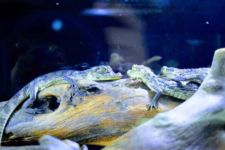 Excursión al Parque Vivarium del Caribe