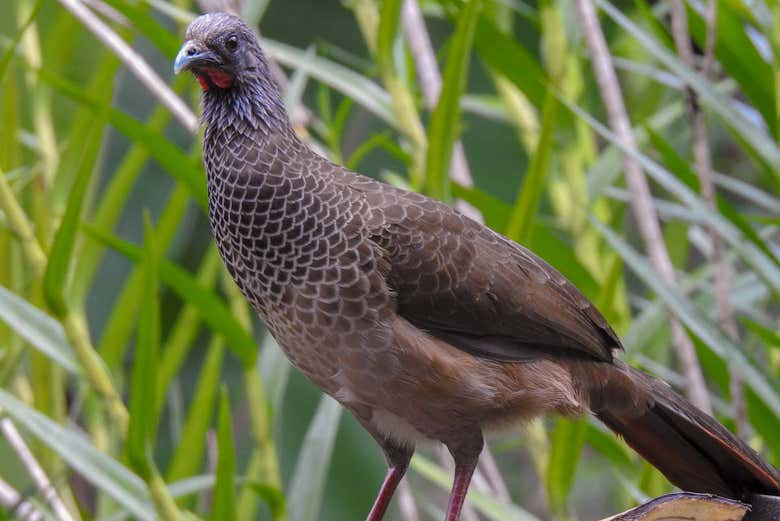 Avistamiento de aves en Ibagué 