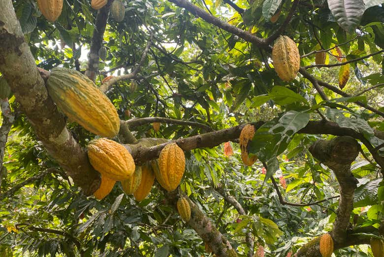 Tour del cacao