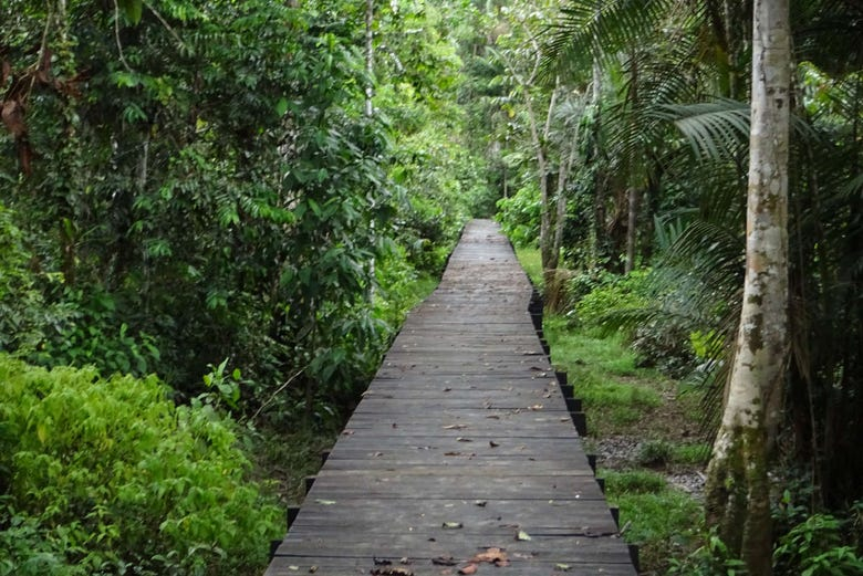 Senderismo por el Parque Natural Amacayacu