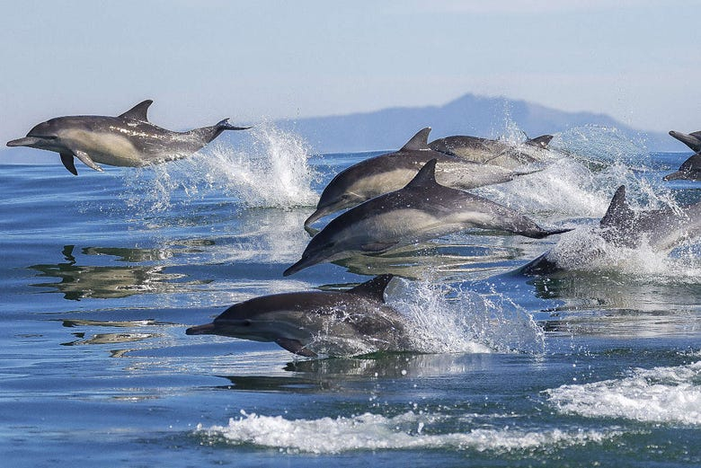 Avistamiento de delfines en Porec