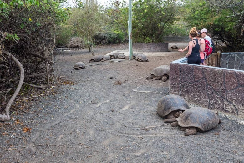 Visita a un centro de crianza de tortugas