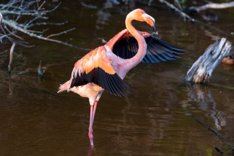 Visita a la Laguna de los Flamingos