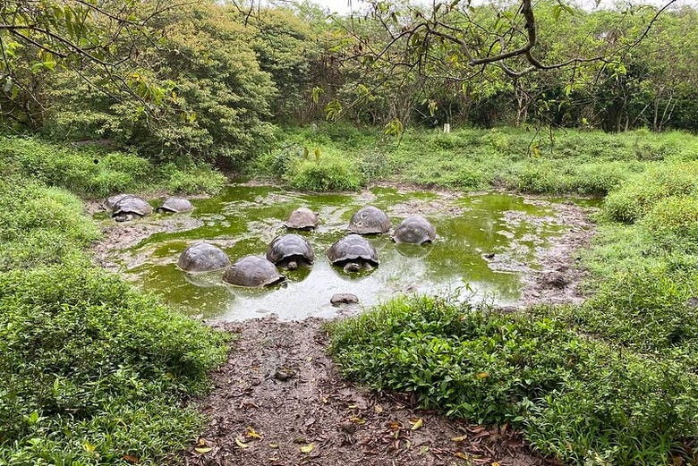 Excursión a la reserva de tortugas gigantes El Chato