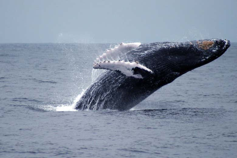 Avistamiento de ballenas en el Parque Nacional Machalilla