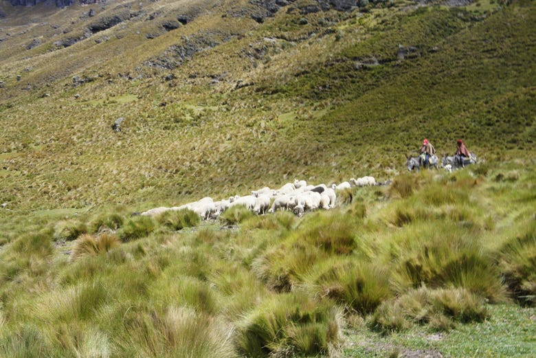 Trekking de 3 días por el Camino del Inca 
