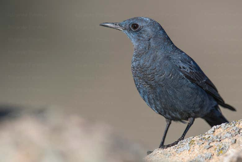 Avistamiento de aves en Alange