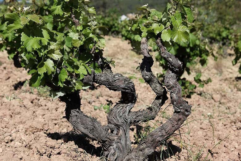 Visita a la bodega MontRubí