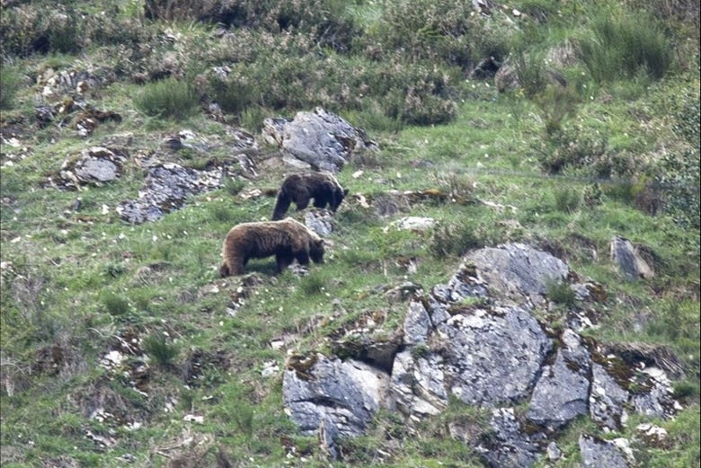 Avistamiento de oso pardo cantábrico en Asturias