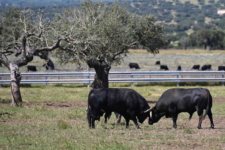 Tour del toro en 4x4 por los Llanos de Olivenza