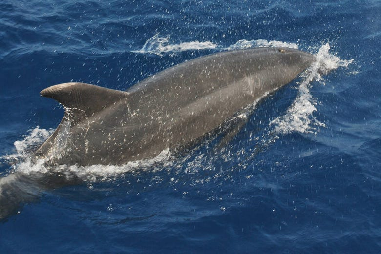 Avistamiento de delfines en Benalmádena