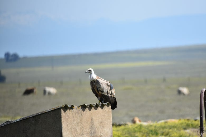 Avistamiento de aves en Extremadura