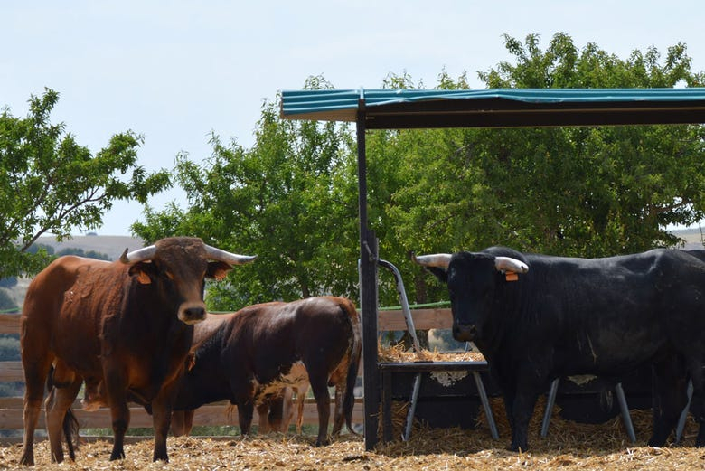 Ruta de toros y vinos por el Condado de Huelva