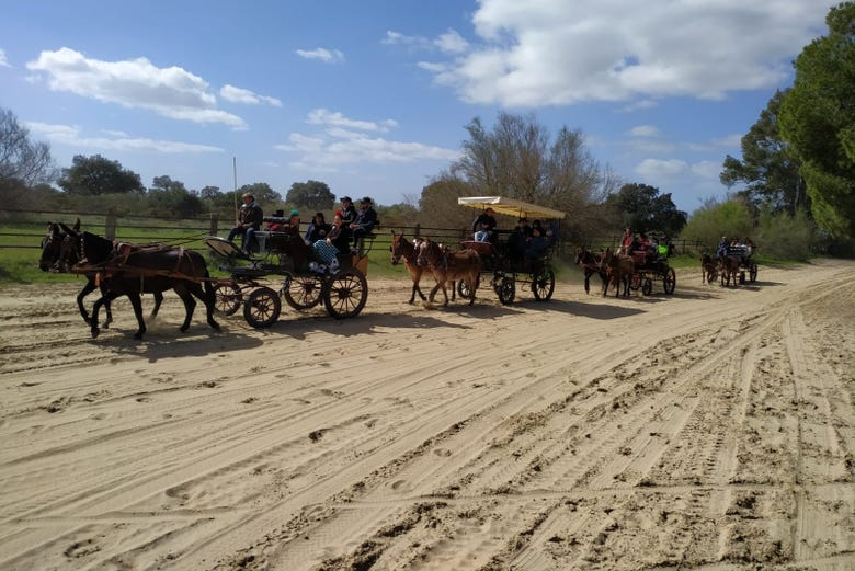 Paseo en carreta por los alrededores de Doñana y El Rocío
