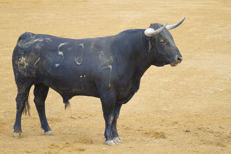 Ruta de toros y vino por el Condado de Huelva