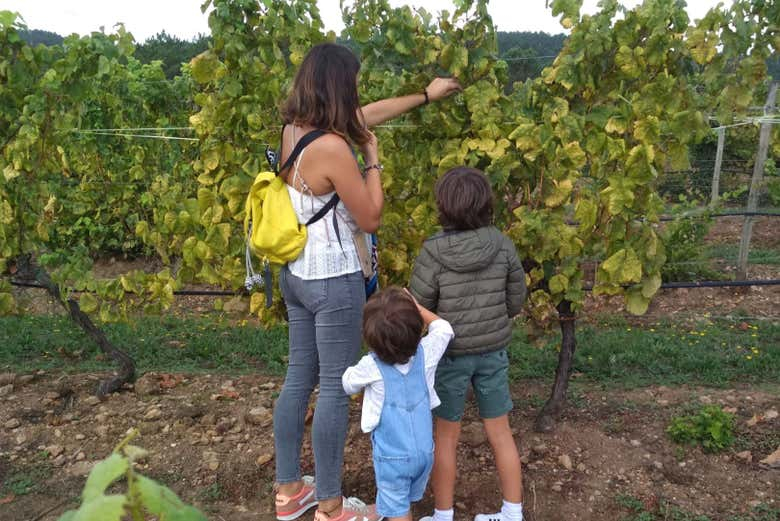 Visita a Bodegas Terras Gauda 