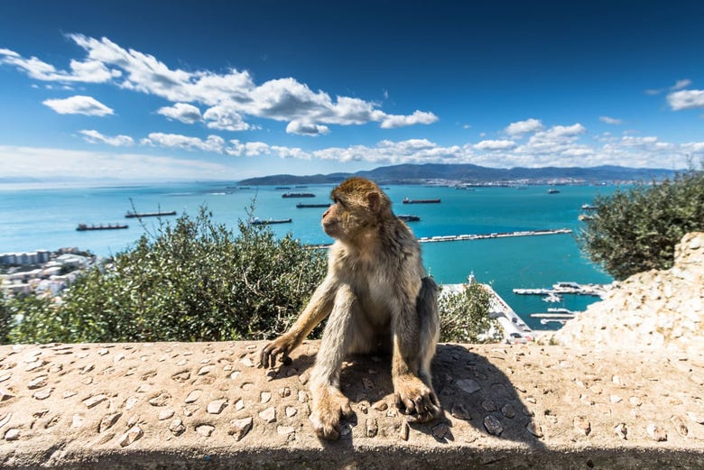 Excursión a Gibraltar