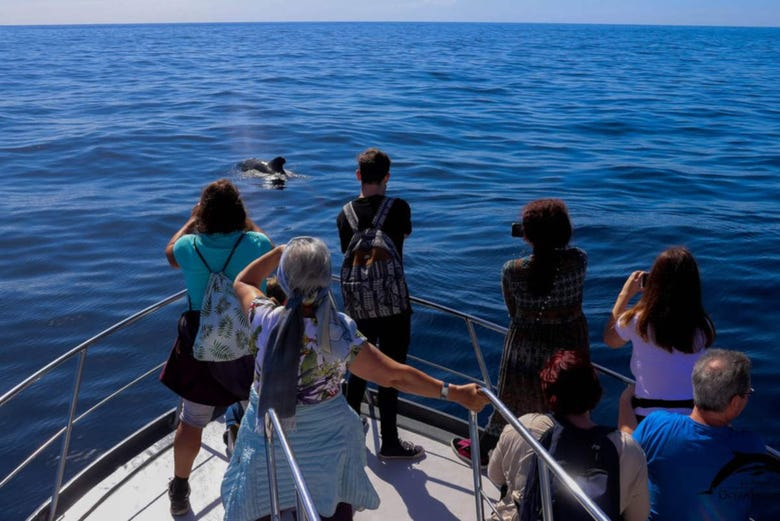 Avistamiento de ballenas y delfines desde Tazacorte