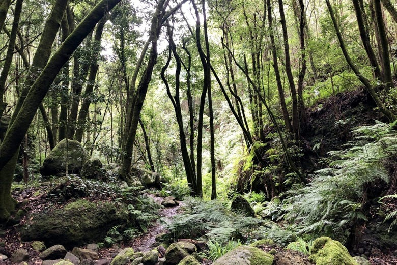 Senderismo por el Bosque Encantado desde Puntallana