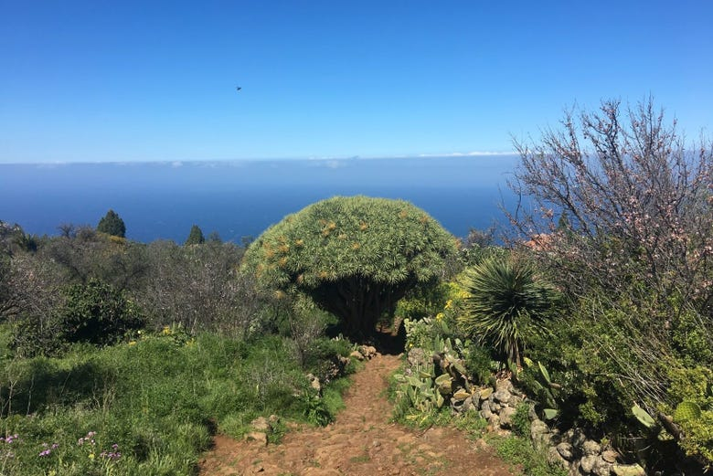 Senderismo por el noroeste de La Palma