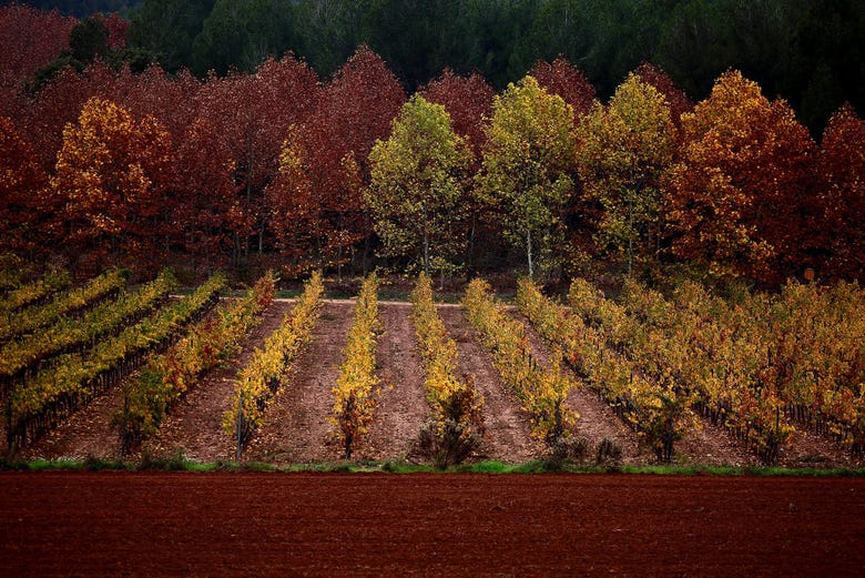 Visita a la bodega Oller del Mas