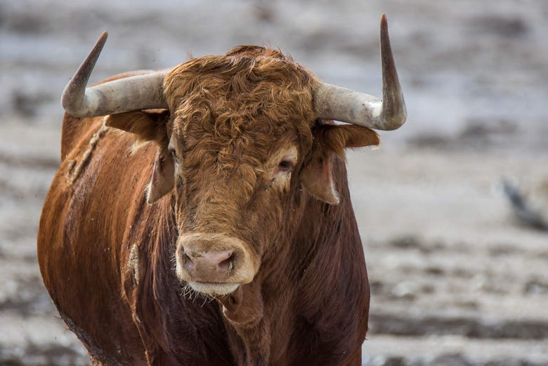 Visita a ganadería de toros bravos Torrestrella y caballos Domecq