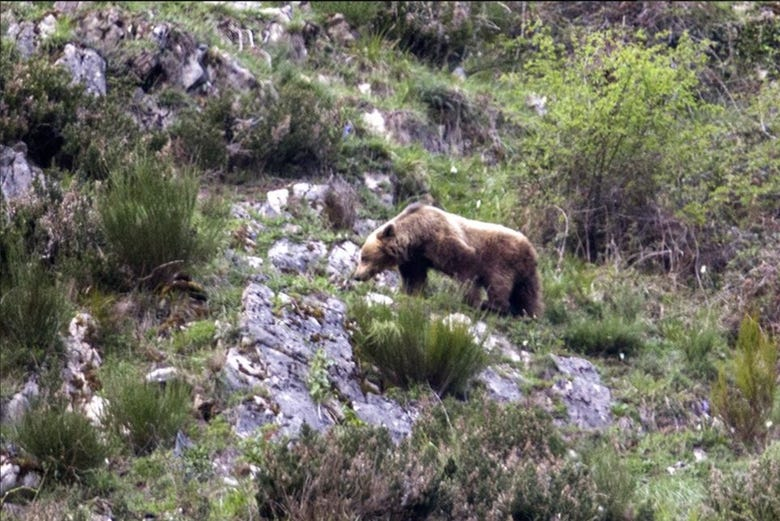 Avistamiento de oso pardo cantábrico en Asturias