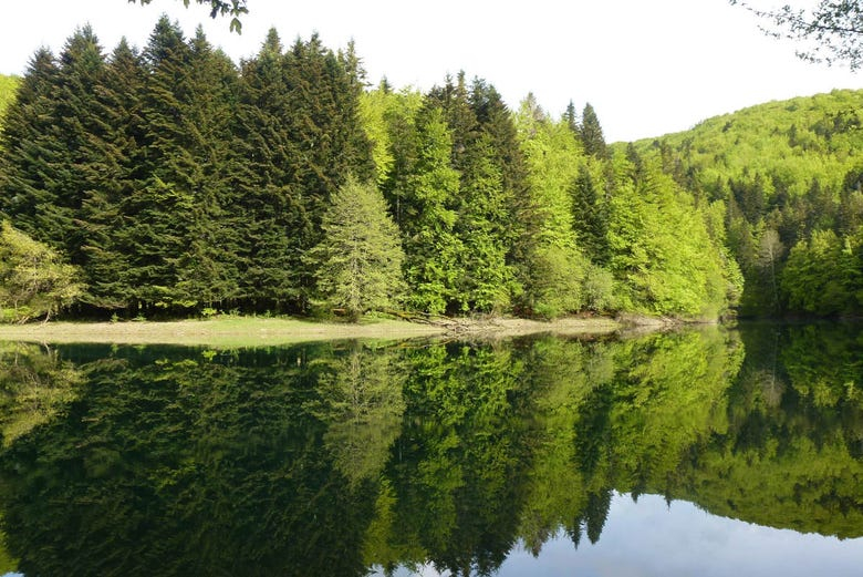 Excursión a la Selva de Irati