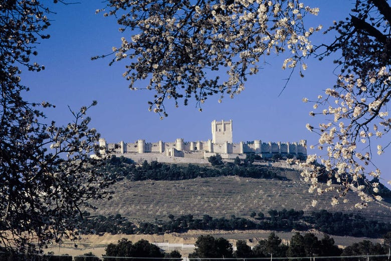 Visita guiada por el castillo de Peñafiel + Museo del Vino