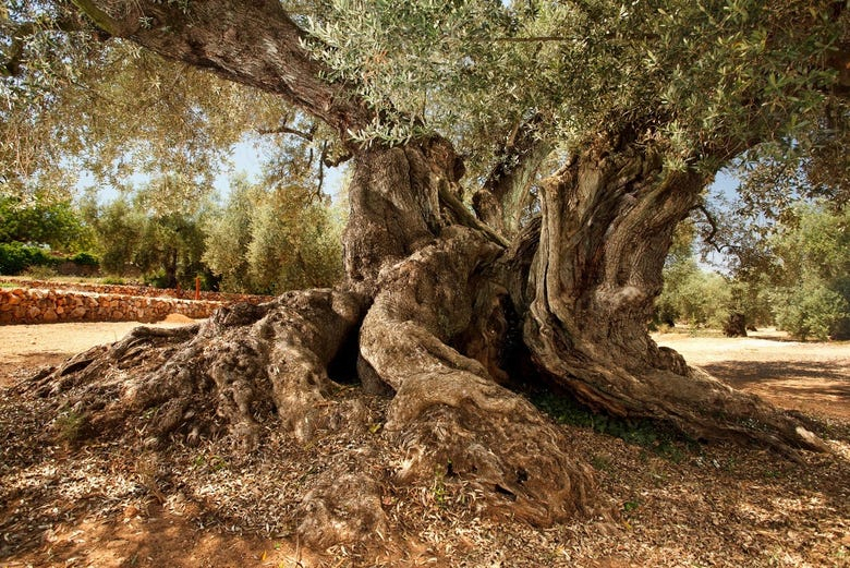 Excursión a Traiguera y Cervera del Maestre