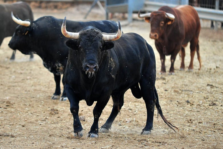 Visita guiada por una ganadería de toros bravos