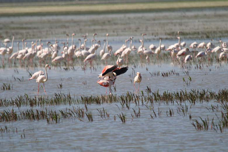 Excursión a Sanlúcar y Doñana