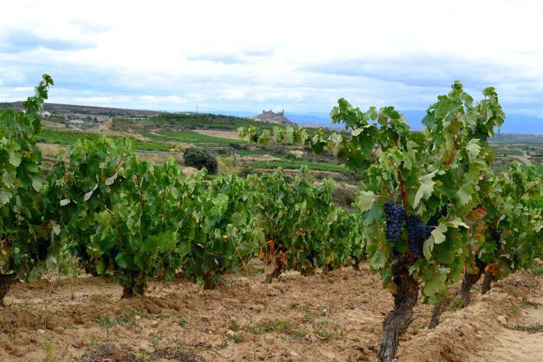 Visita a la bodega Carlos Moro