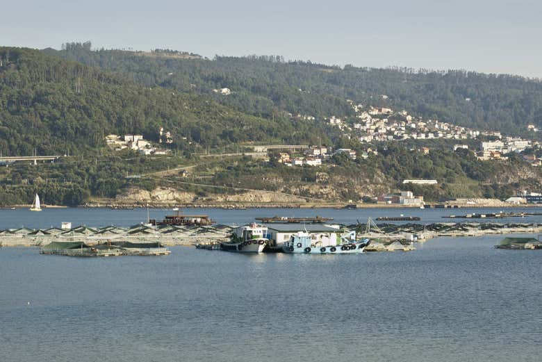 Paseo en barco por la ría + Degustación de mejillones