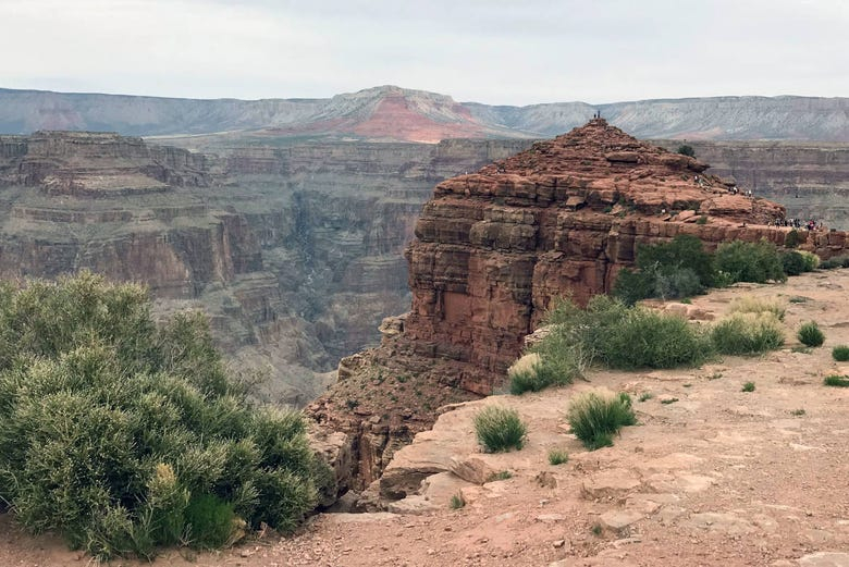 Excursión al Gran Cañón + Bosque de Árboles de Josué