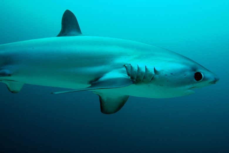 Buceo con tiburón zorro en Malapascua